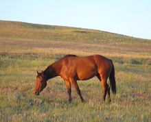 Hancock gelding